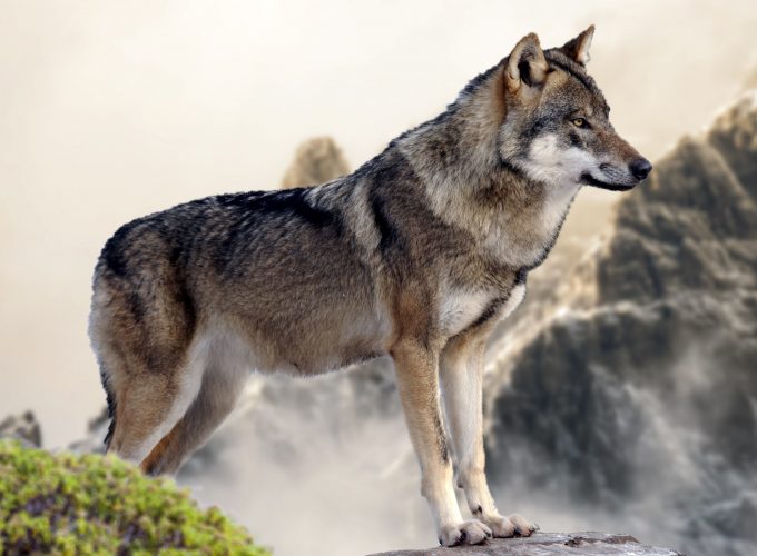 Wallpaper wolf, mountain, 4k, Animals 7815910820
